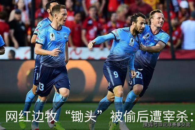 网红边牧“锄头”被偷后遭宰杀：主人接受和解，将全额捐出赔偿金